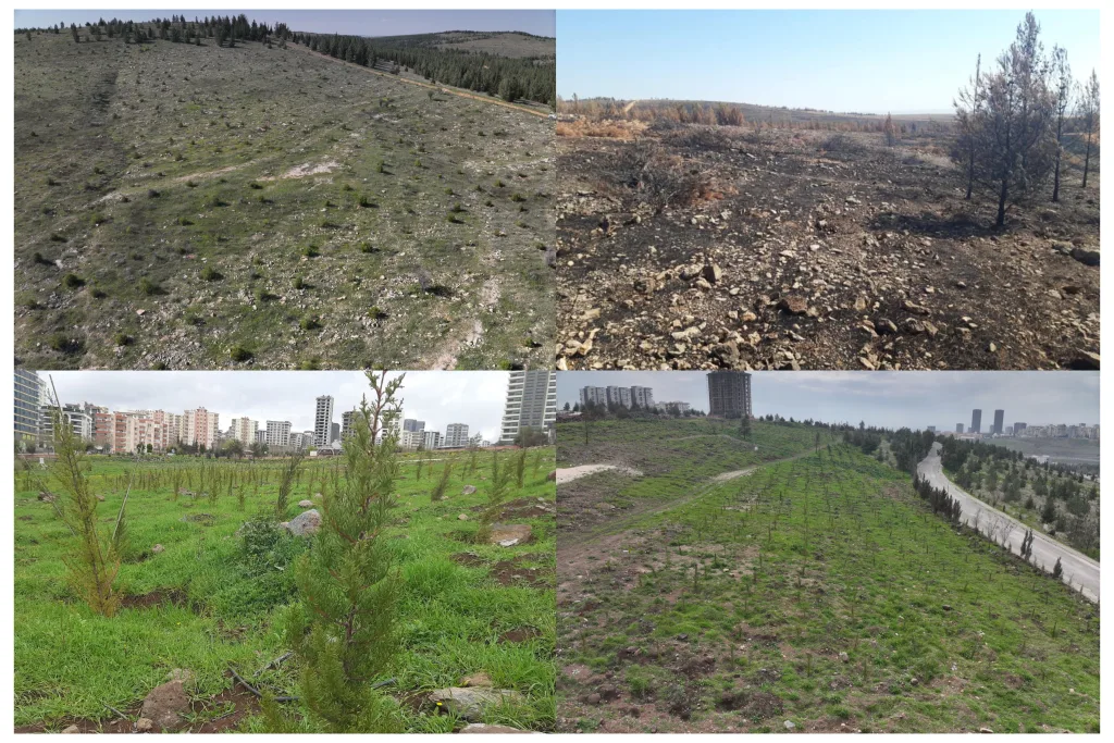 Şanlıurfa OBM’nden yanmış alanlara müjdeli haber: Ormanlarımız küllerinden doğuyor!
