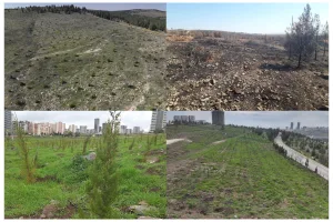 Şanlıurfa OBM’nden yanmış alanlara müjdeli haber: Ormanlarımız küllerinden doğuyor!