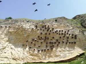 Birecik’te kelaynaklar için brandalı koruma