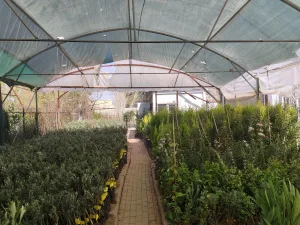 Şanlıurfa’da Fidan satışları başladı ancak esnafın sezondan umudu yok