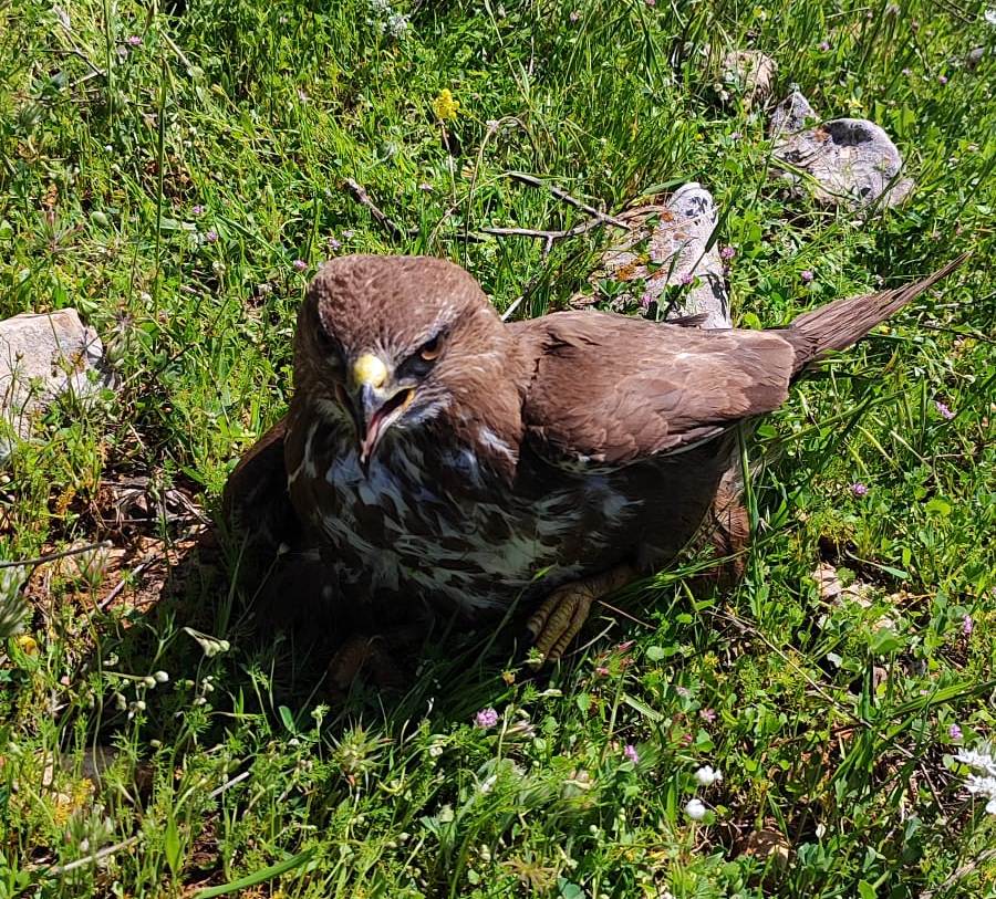 Siverek’te kızıl şahin doğada bitkin halde bulundu