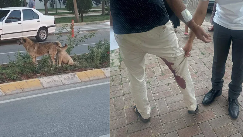 Şanlıurfa’da başıboş köpek dehşeti!