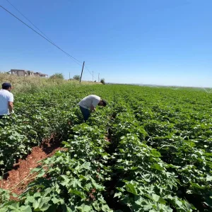 Şanlıurfa’da Pamuk üreticilerine ilaçlama uyarısı
