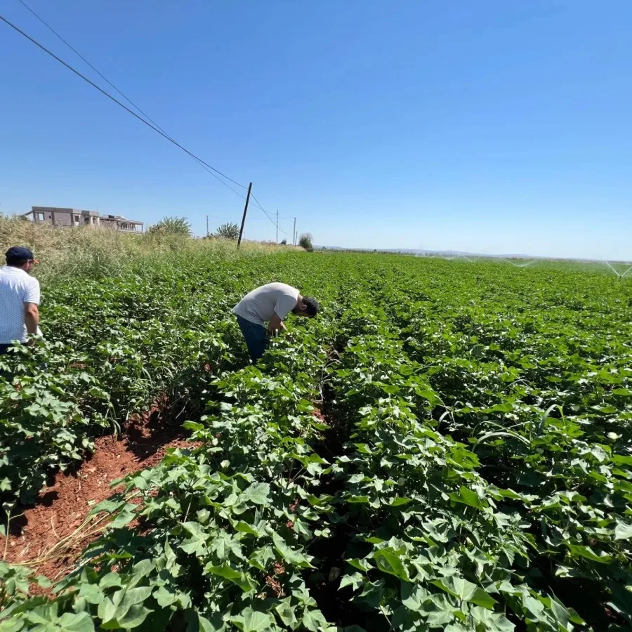 Şanlıurfa’da Pamuk üreticilerine ilaçlama uyarısı