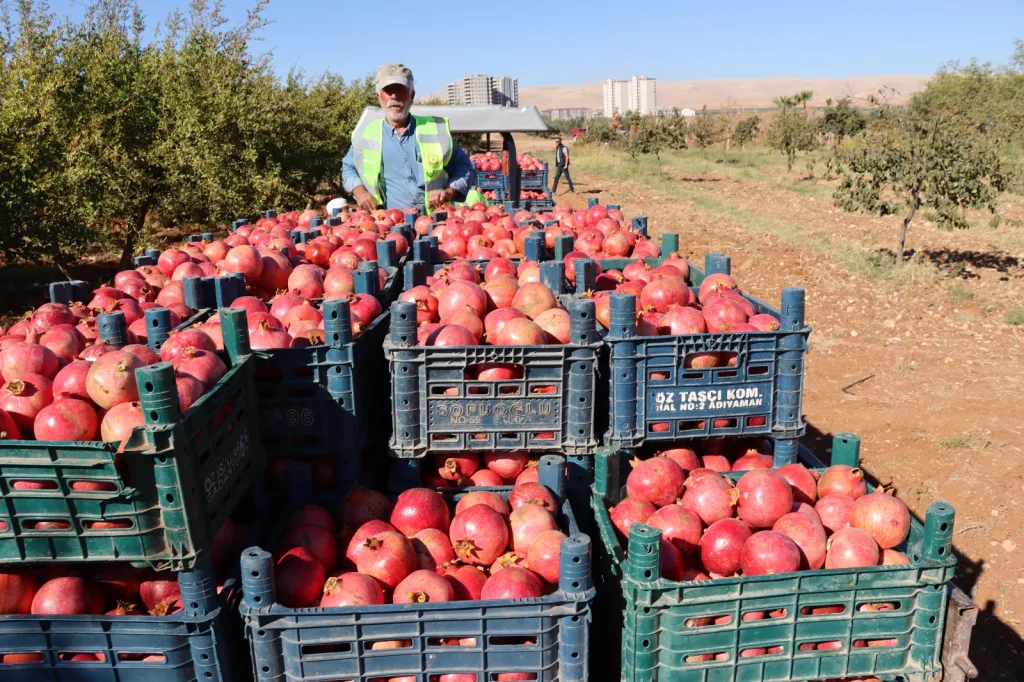 Şanlıurfa Büyükşehir Belediyesi’nden nar tatlısı bir yardım!