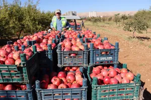 Şanlıurfa Büyükşehir Belediyesi’nden nar tatlısı bir yardım!