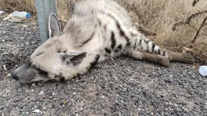 Nesli tükenmekte olan çizgili sırtlan Şanlıurfa’da ölü bulundu