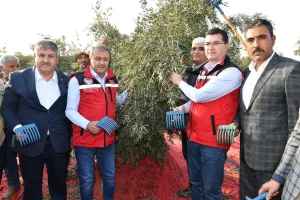 Şanlıurfa Valisi Şıldak zeytin hasadında üreticilerle buluştu