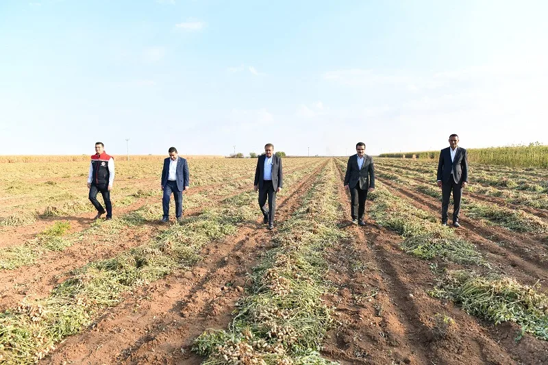 Vali Şıldak yer fıstığı hasadında: “Şanlıurfa fıstığı pazarda yerini alacak!”